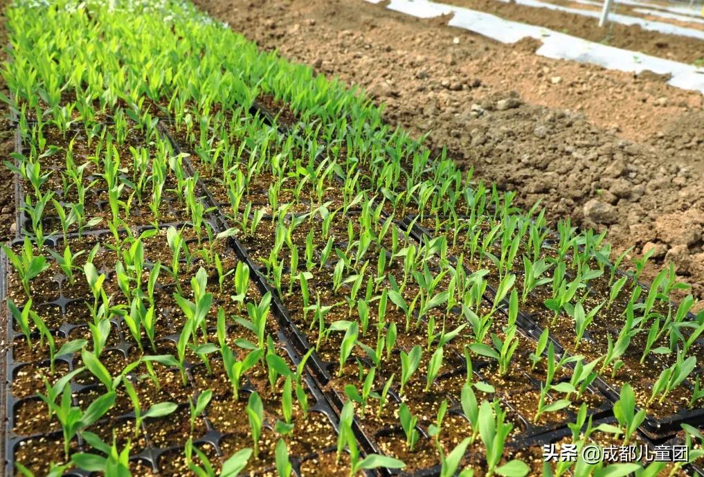 土地四季·禾下乘凉丨给孩子的大地课堂,在自然中自然生长