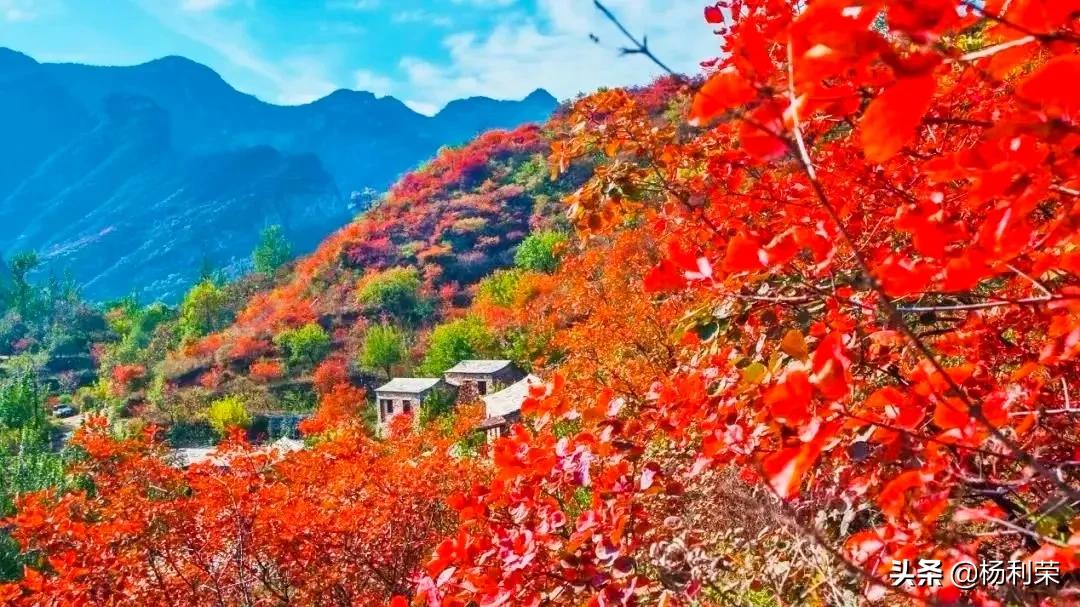 春风拂杨柳的七律诗,春风玉露七律诗