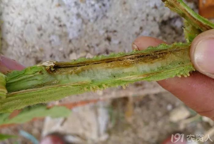 番茄髓部坏死和枯萎病怎么治,番茄髓部坏死怎么防治