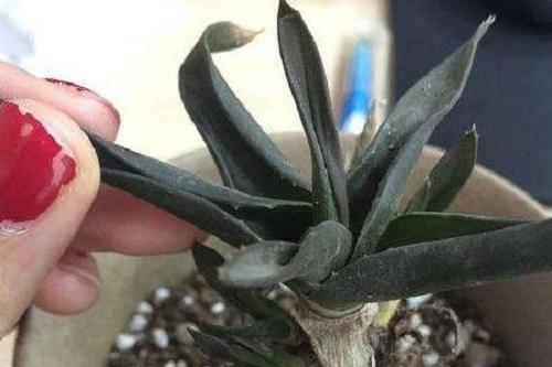 芦荟冬季发红了是什么原因,芦荟叶片发黄发黑怎么回事