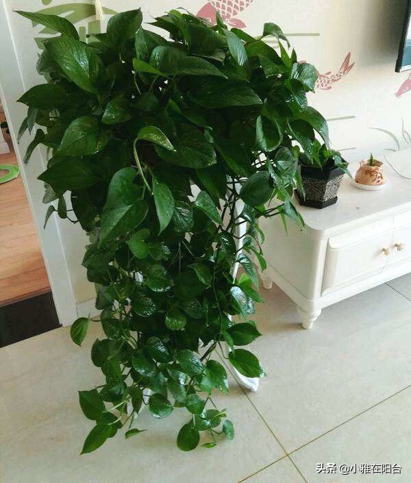 绿萝叶片发黑，10天喷一次这，一个月变绿油油，叶片多，爬藤快！