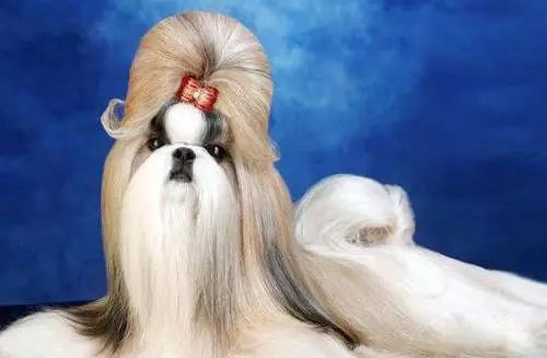 45种名犬大全,72种名犬图片附介绍