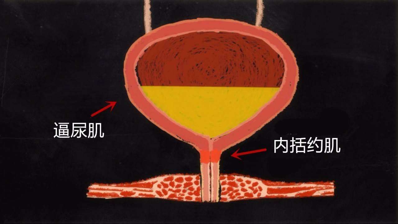 四岁女孩老是尿,4岁女孩一直有尿意怎么办