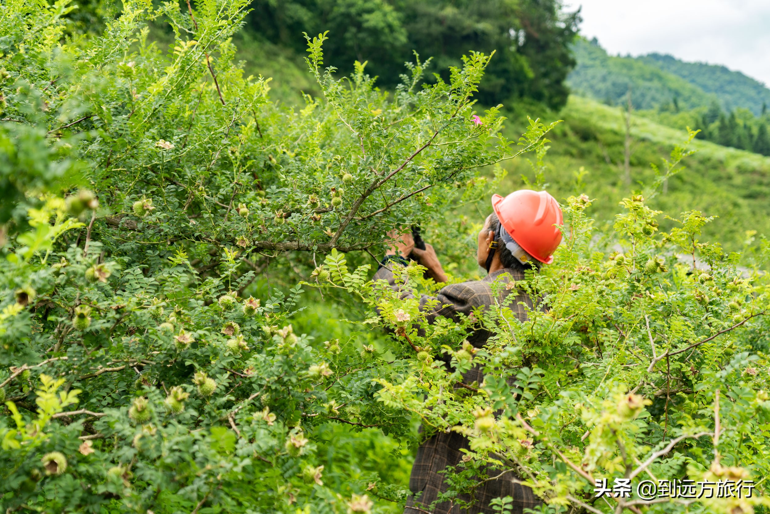 贵州的“香格里拉”，满山都是“黄金果”，不收门票免费玩