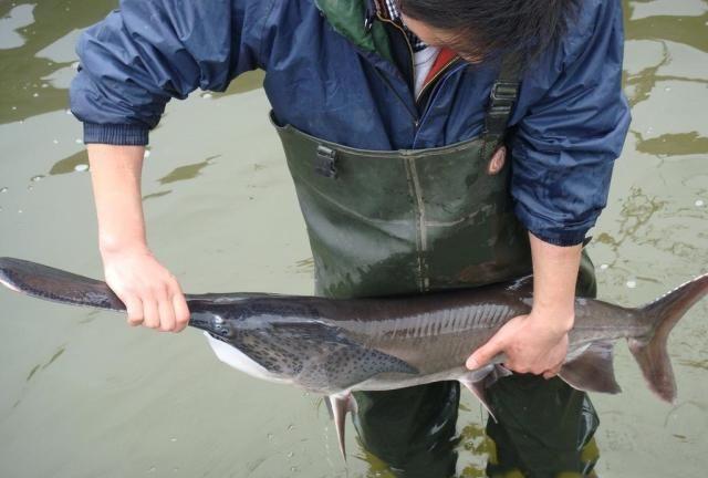 鸭嘴鱼在中国到底有没有,鸭嘴鱼入侵物种