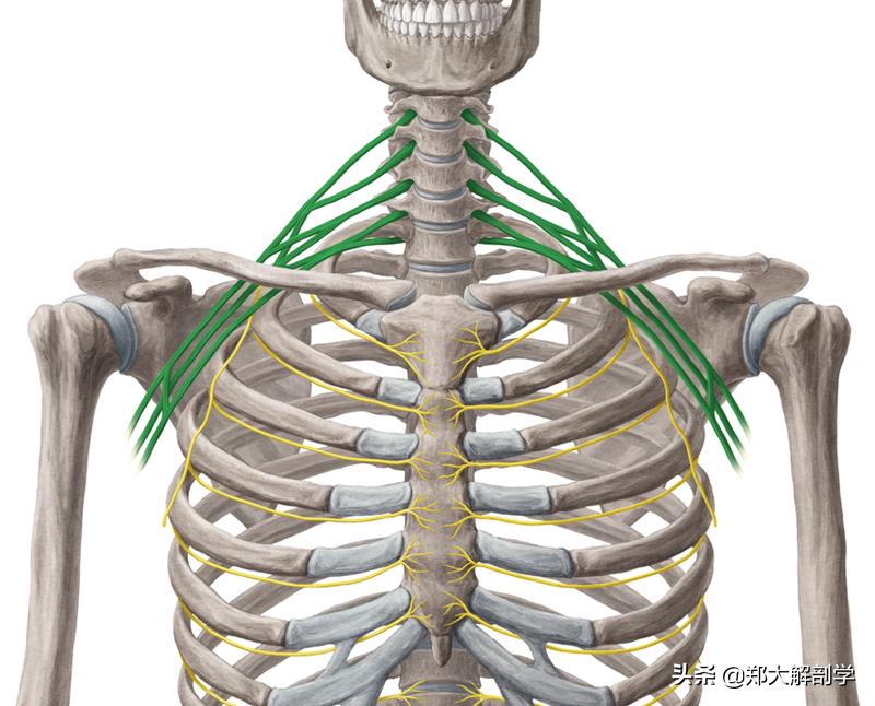 臂丛三束的主要分支,臂丛锁骨下部的主要分支及分布