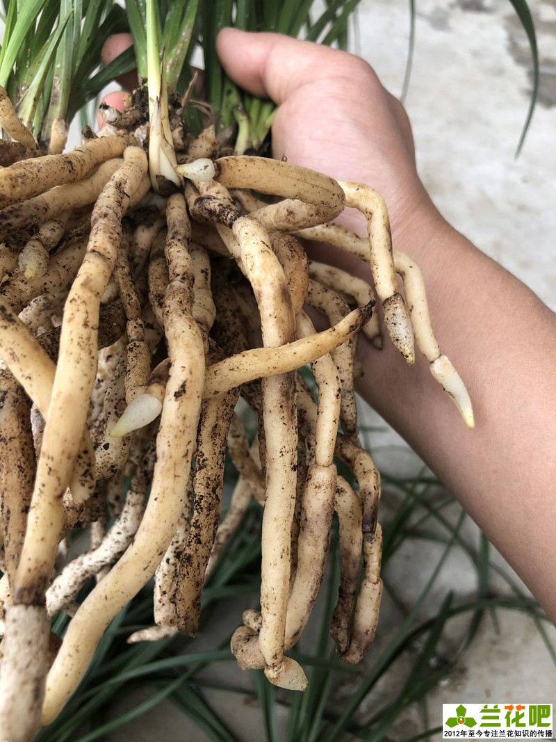 兰花分叉根要剪吗,兰花怎么护根又粗又好看