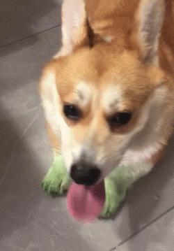 狗狗这么可爱，怎么舍得和它吵架呢？除非忍不住