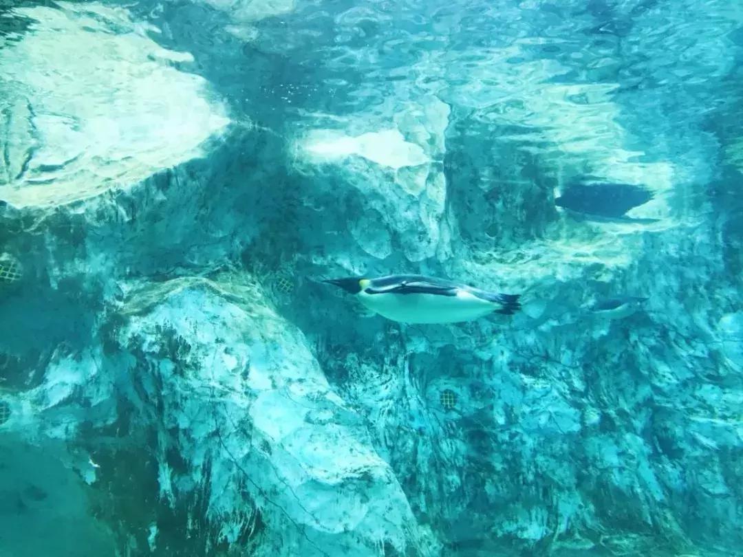 珠海长隆亲子游攻略自由行,珠海长隆亲子游最佳攻略