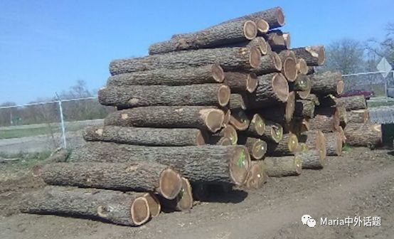 美国硬木干货价格,北美硬木排行