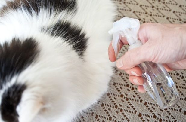 撸猫时千万要注意猫咪这四个动作,撸猫产生静电对猫有影响吗