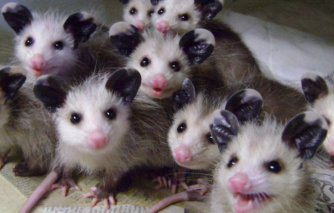 长着奇葩双生殖系统，却脸盲不识交配对象，雄负鼠乐享齐丁之乐