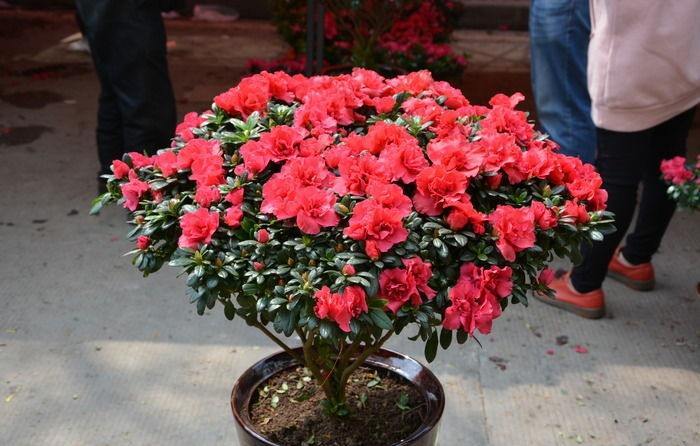 杜鹃长得不茂盛怎么办,杜鹃不开花怎么办教你一招