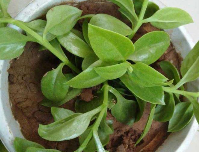 口红植物怎么养,口红花盆栽养殖方法