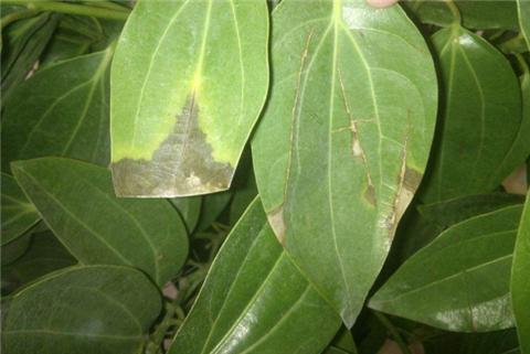 平安树叶子干尖发黑怎么解决,平安树叶子尖发黑干枯用什么药水