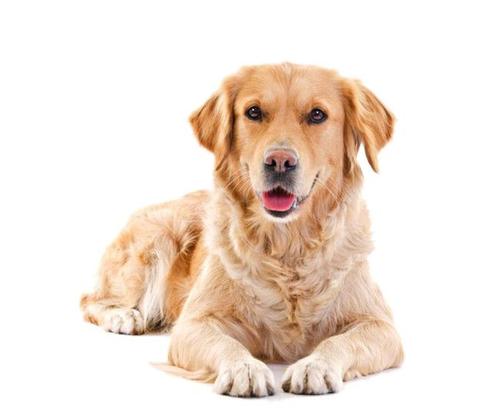 广州宠物死了怎么处理,厦门宠物狗死了怎么处理