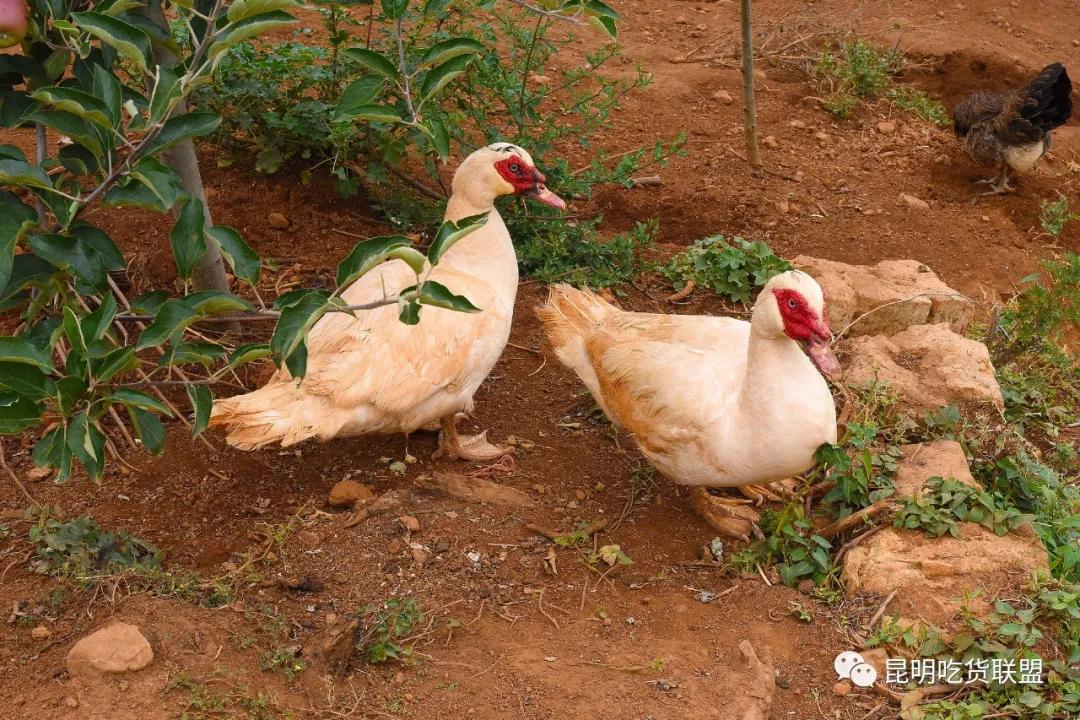 自驾29分钟到，昆明边大片红将军成熟可摘，1口糖心甜蜜又多汁