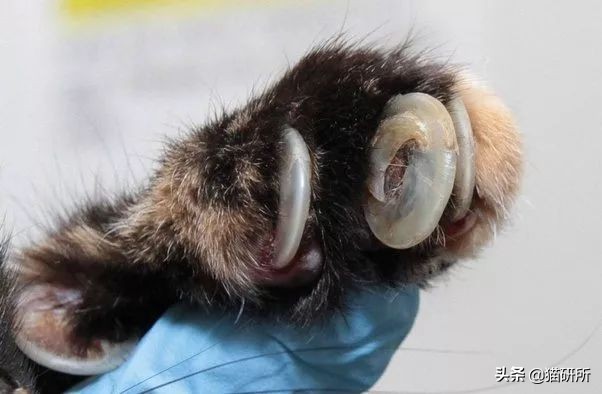 猫为什么喜欢磨爪子,猫磨爪子什么意思