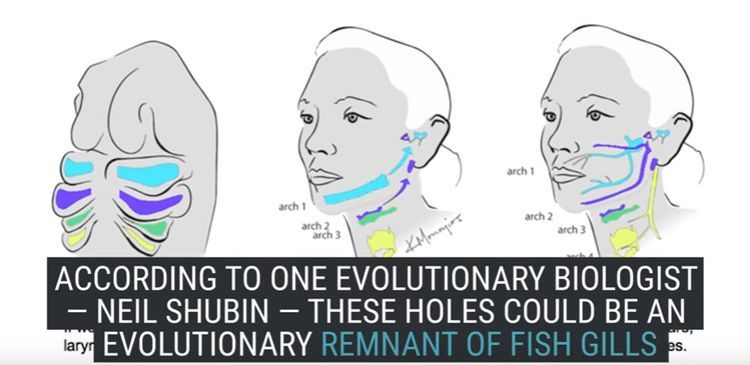 耳朵上有小洞代表着什么,耳朵上有一个小洞的人聪明吗