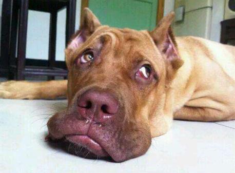 狗狗厌食的原因及解决方法,狗狗厌食的原因及解决办法