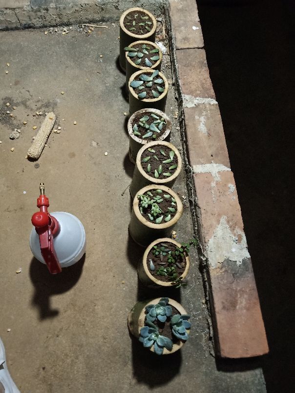 自制花盆营养水的方法,自制露台花盆土配方大全