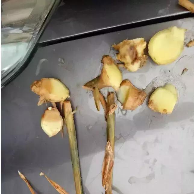 烂脖子怎么治疗最有效,烂脖子病和茎基腐病一样吗