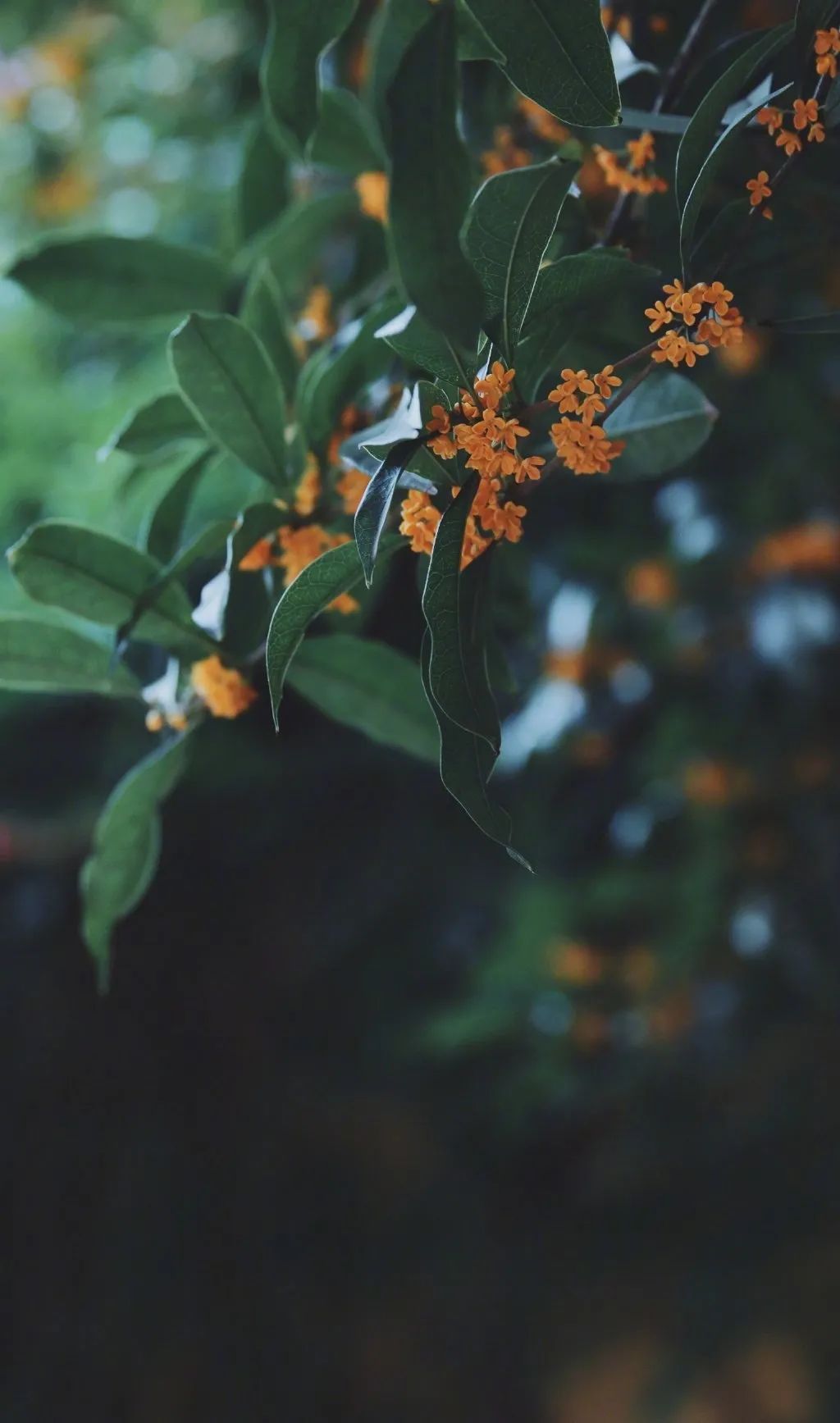 十月|一树桂花开，一袭暗香来