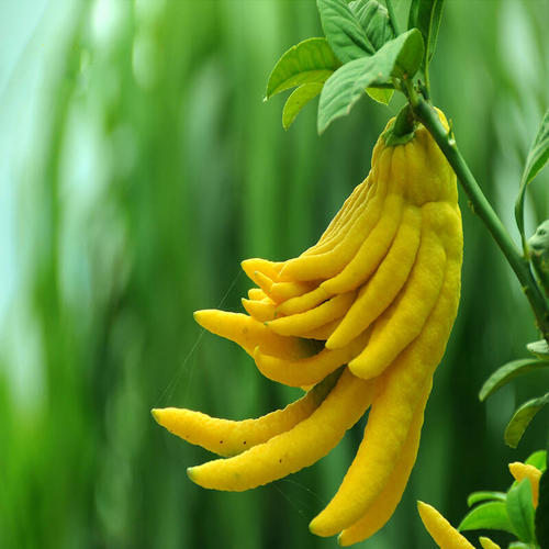 佛手盆栽第二年还会长果实吗,佛手盆栽一年结几次果