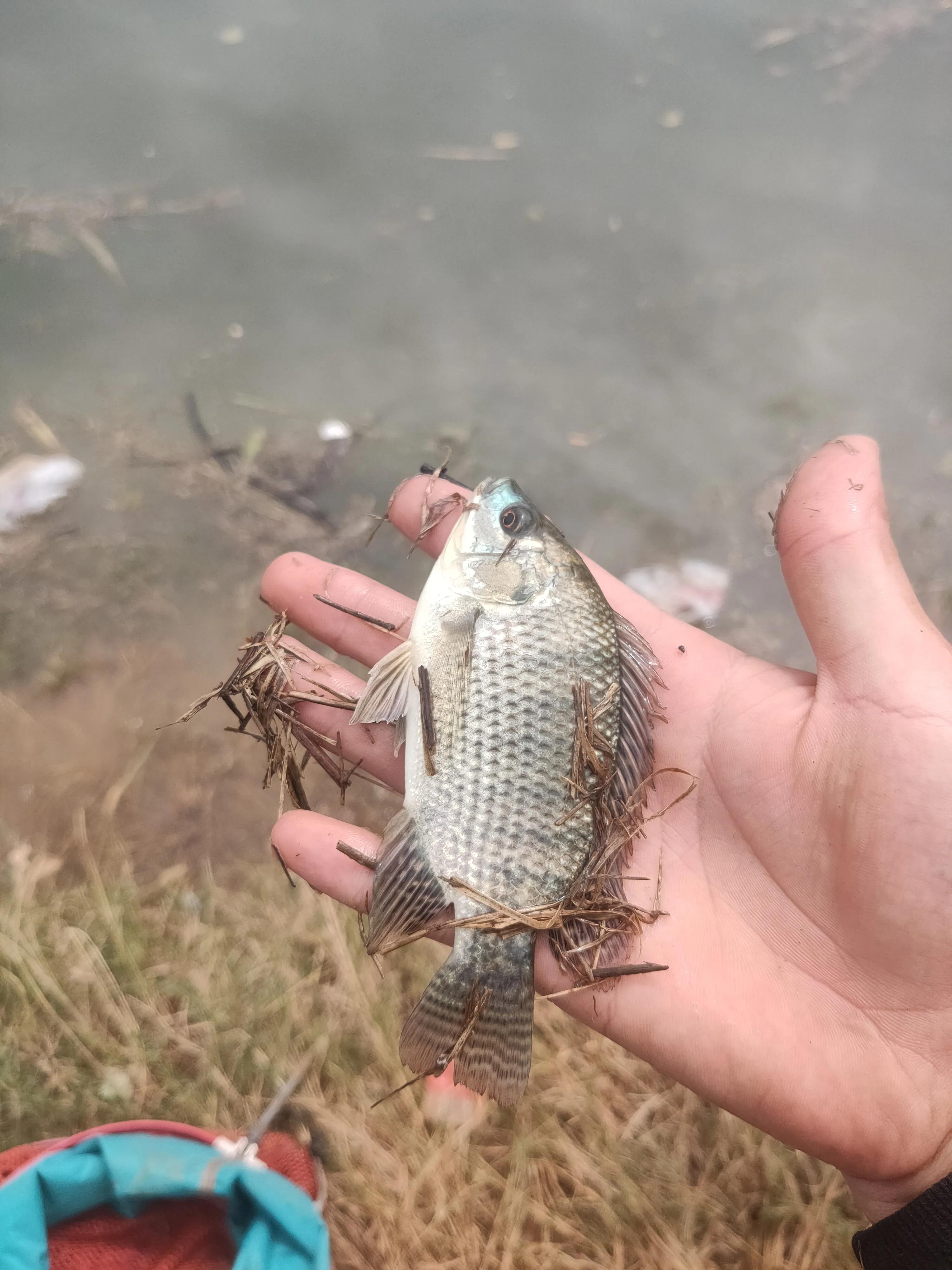 怎么解决鱼儿沉底不爱游动,鱼儿厌食怎么办