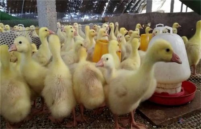 大鹅掉毛是什么原因,鹅上面的毛怎么处理