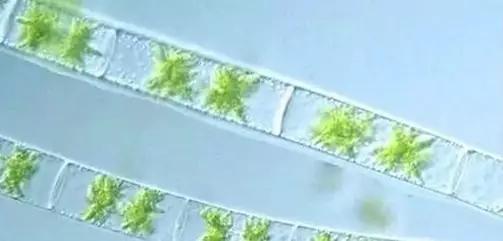 鱼类水产养殖需要哪些藻类,水产养殖显微镜下各种藻类