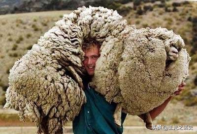 新西兰是地球最后的净土吗,新西兰十大未解之谜