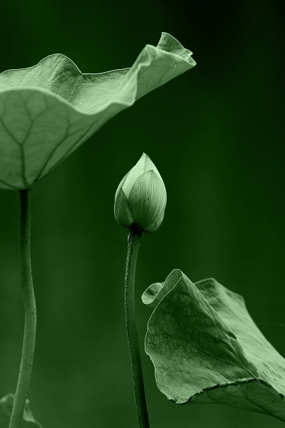 花开一季草木一秋人活一世,人活一世草木一秋花开花落