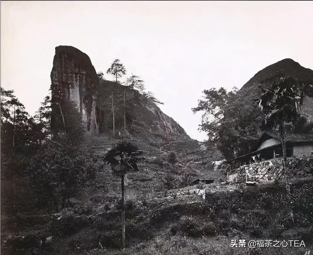 岩茶价格到底贵不贵？——从历史岩茶价格看当今岩茶价格