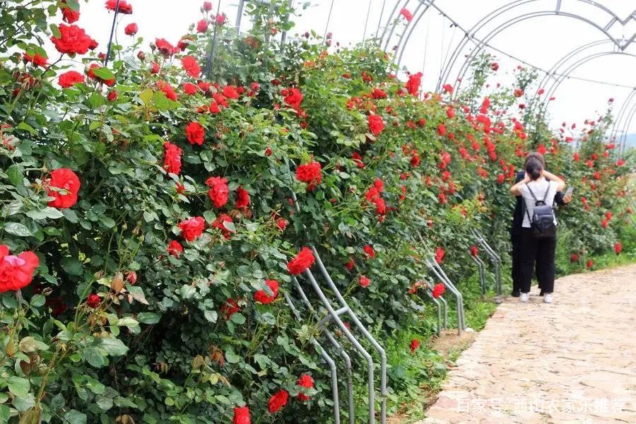 苏州西山免费打卡,苏州东山风景区网红打卡