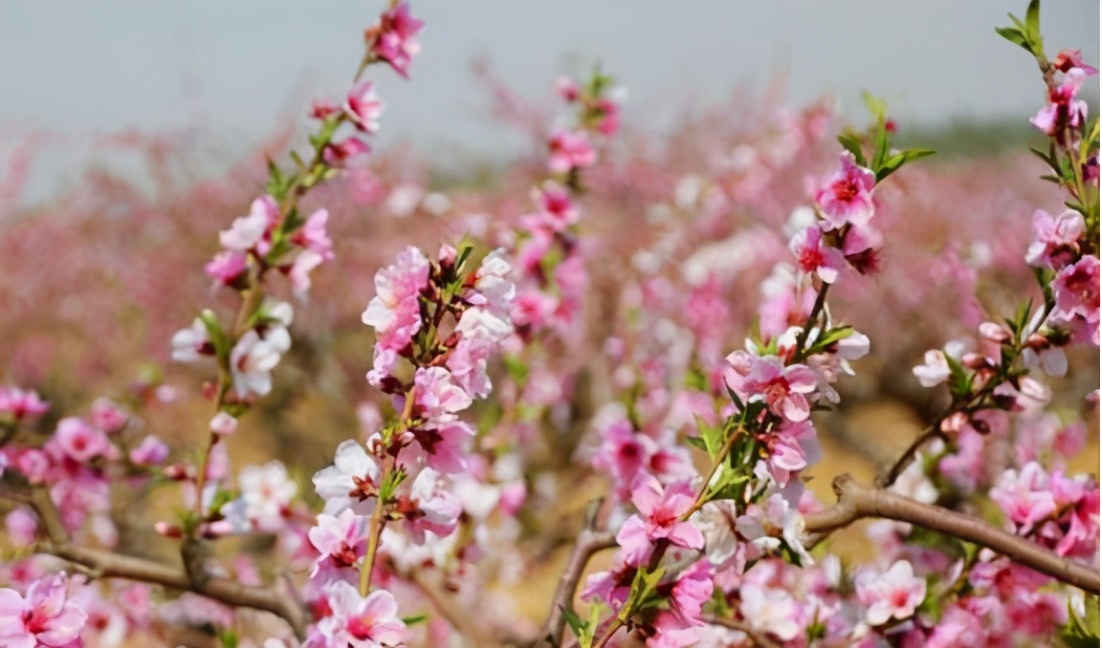 霸州踏青,霸州附近看花踏青好去处