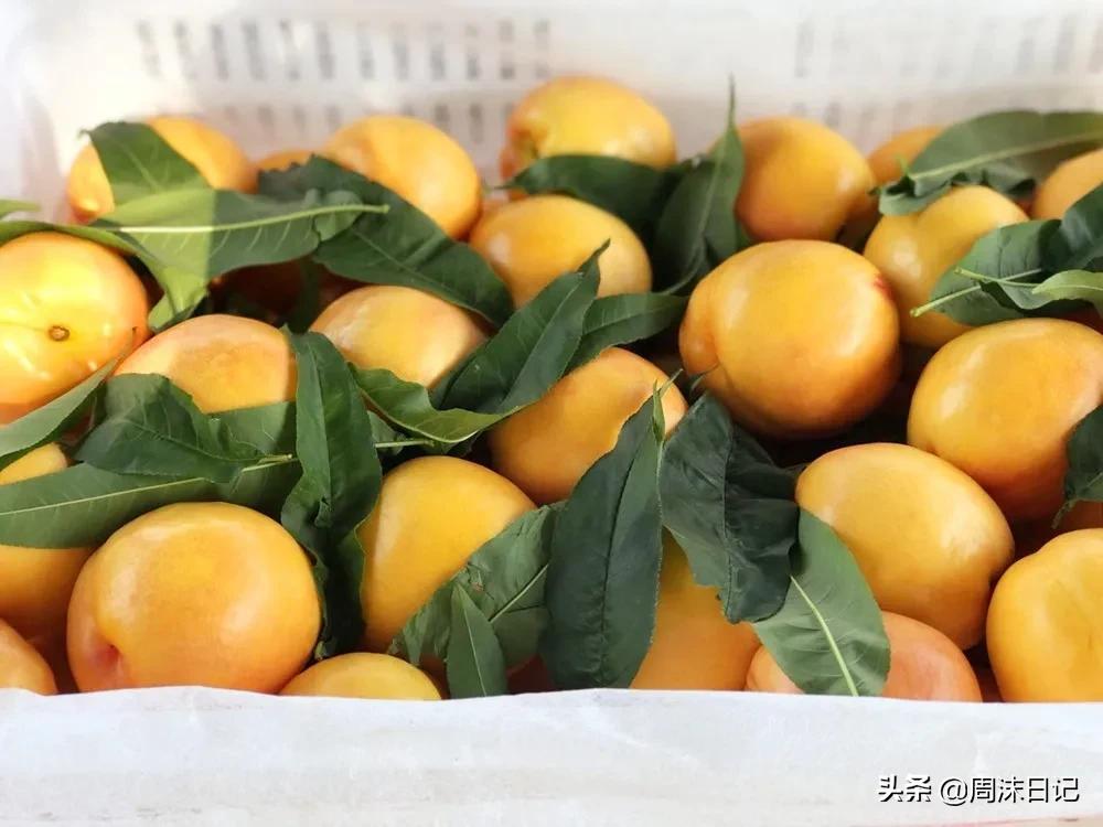 黄油桃，全身无毛，个大饱满，来自山东蒙自，一个根本不过瘾