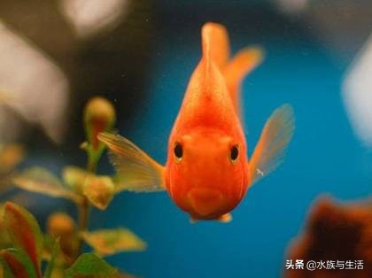 养鱼穷三年草缸毁一生,养鱼新手踩过的六大坑