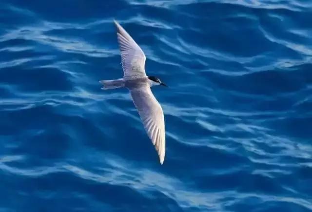 杨颖黎族海岛素颜照,海岛素颜照