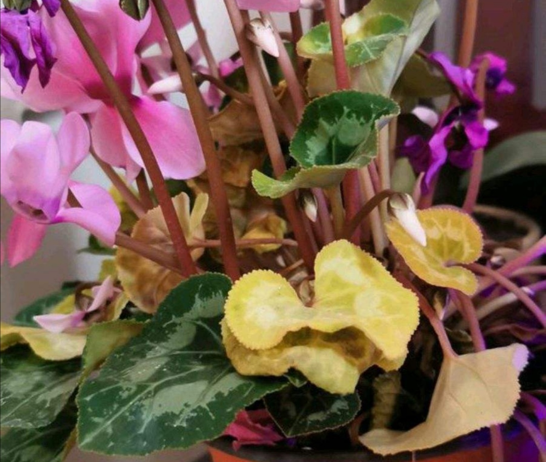 仙客来叶子枯萎怎么补救,仙客来烂叶子是什么原因