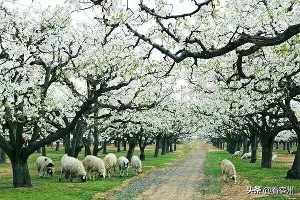 宿州五一旅游攻略,宿州美食风景