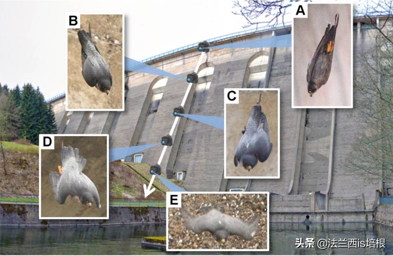 飞得最快的游隼，破解了航空史上的气流分离难题
