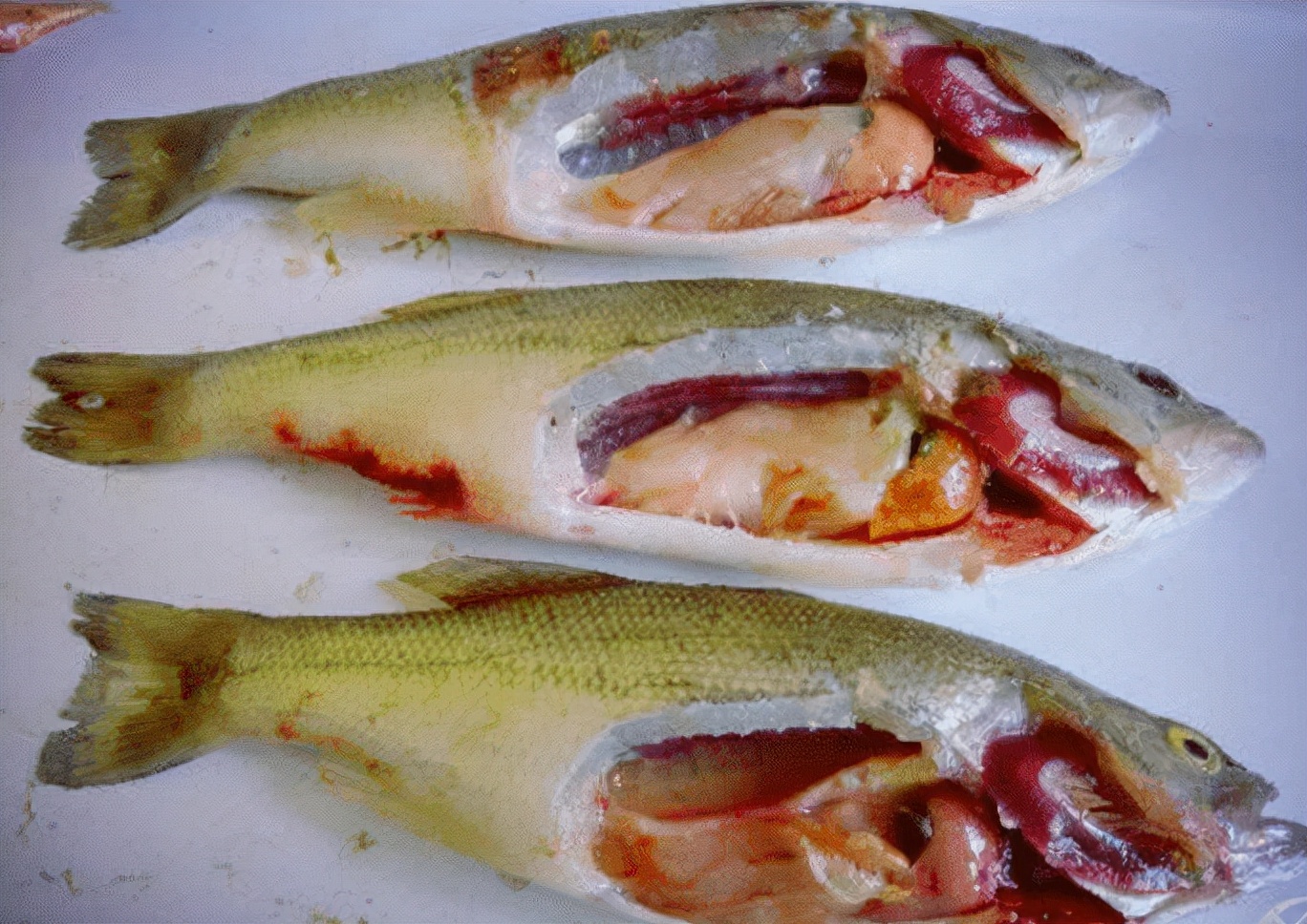 加州鲈鱼虹彩病毒症状及治疗方法