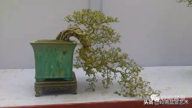 我国盆景艺术的发展现状,中国盆景发展现状论文