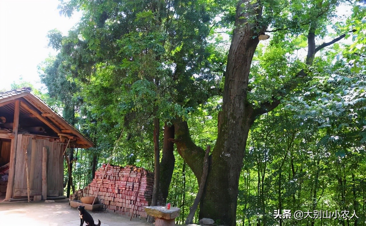 疯狂的皂荚树：热潮后被嫌弃，因能解除“卡脖子”危机又王者归来