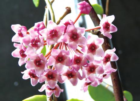 球兰花卉培养,球兰的种子繁殖方法