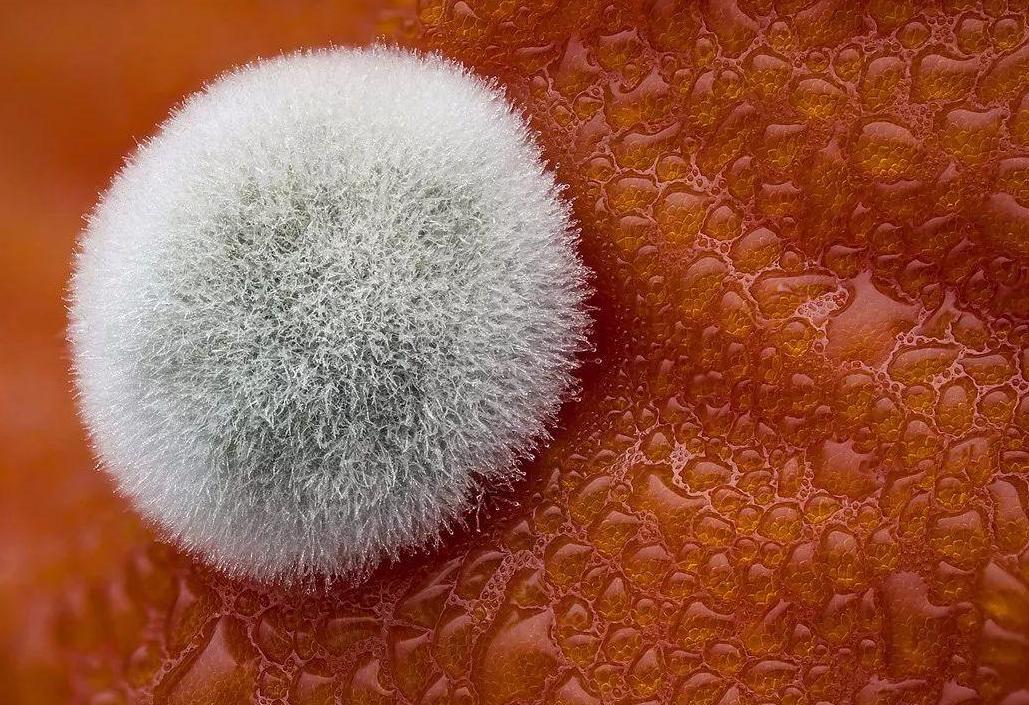 食物发霉削掉还可以再吃吗,食物发霉后切到发霉地方能吃吗