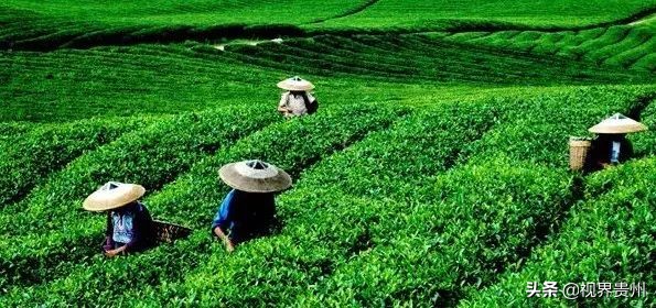 贵州茶海的春天有多美,贵州最美茶海