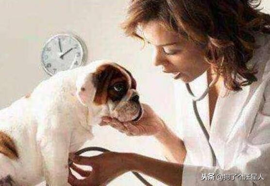 狗狗感冒咳嗽止咳最快的一招秘方,狗狗感冒了怎么办用最简单的方法