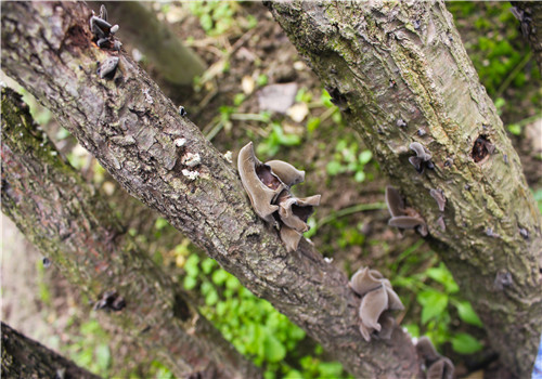 黑木耳种植技术椴树,露天种植黑木耳技术视频